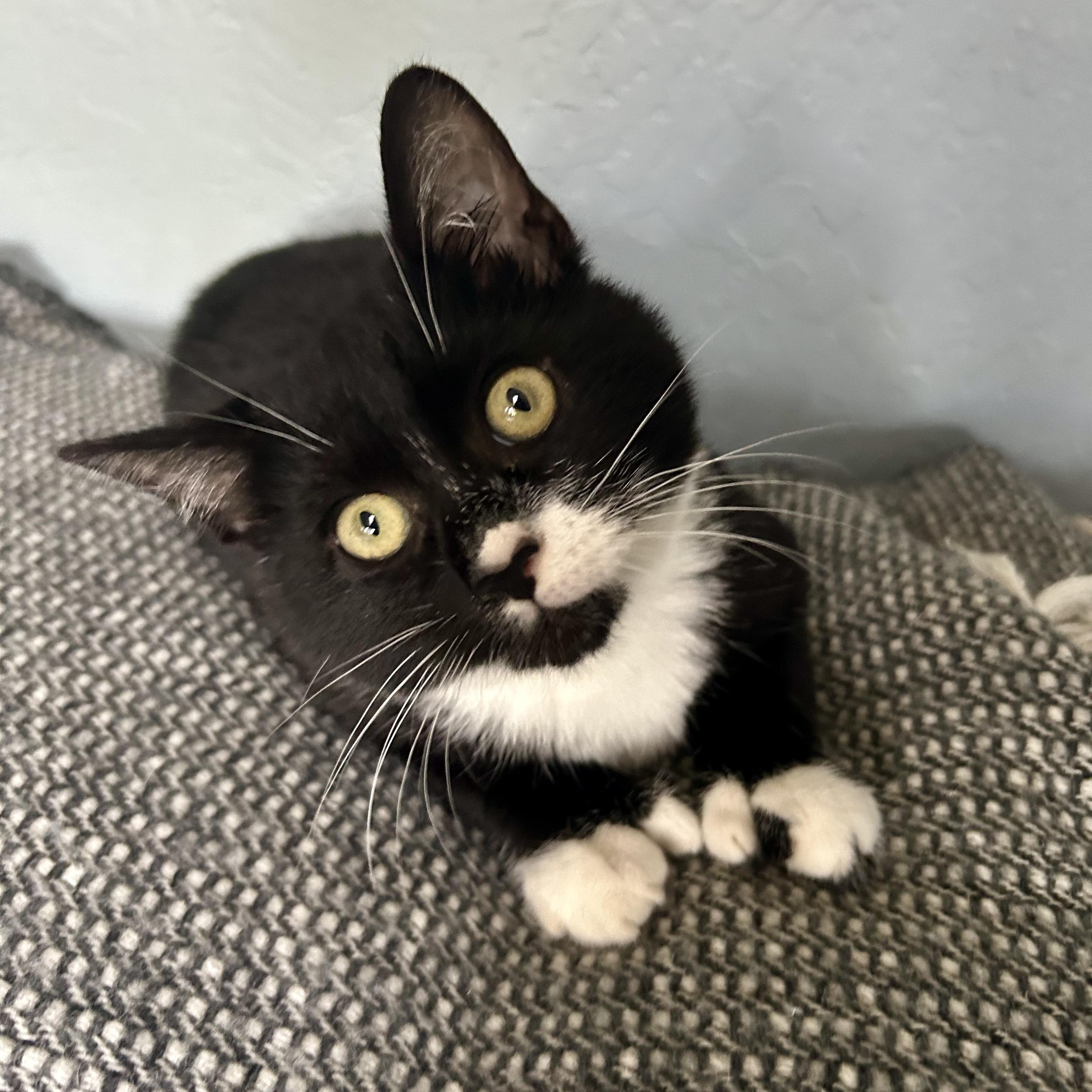 Dodge- Three Legged Kitten, an adopted Domestic Short Hair in Grass Valley, CA image 1/5