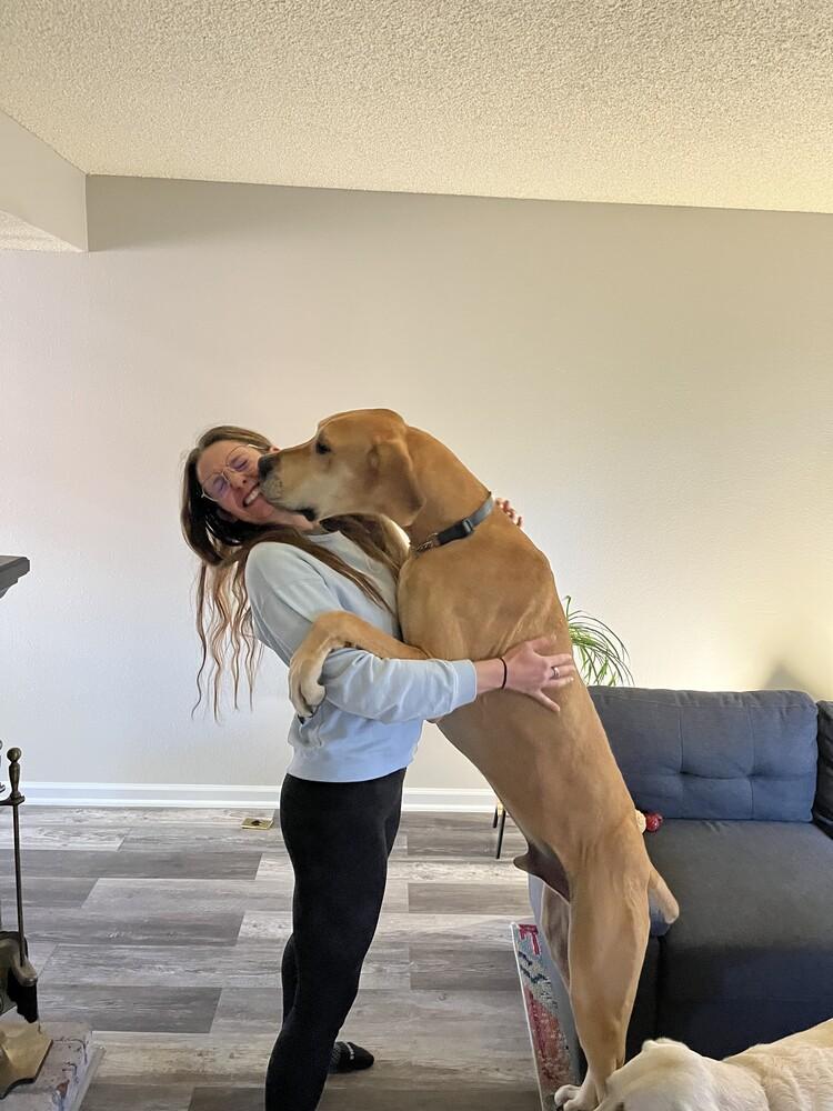 Loki, Adoptable, Adult Male Great Dane.