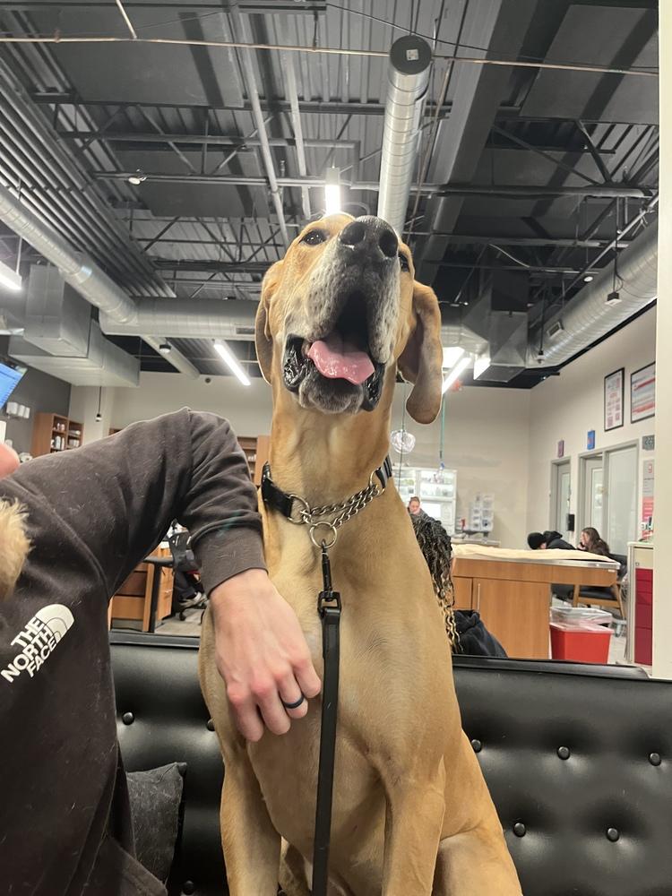Loki, a Adoptable Great Dane in Denver, CO image 2/6