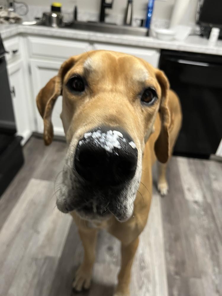 Loki, a Adoptable Great Dane in Denver, CO image 3/6