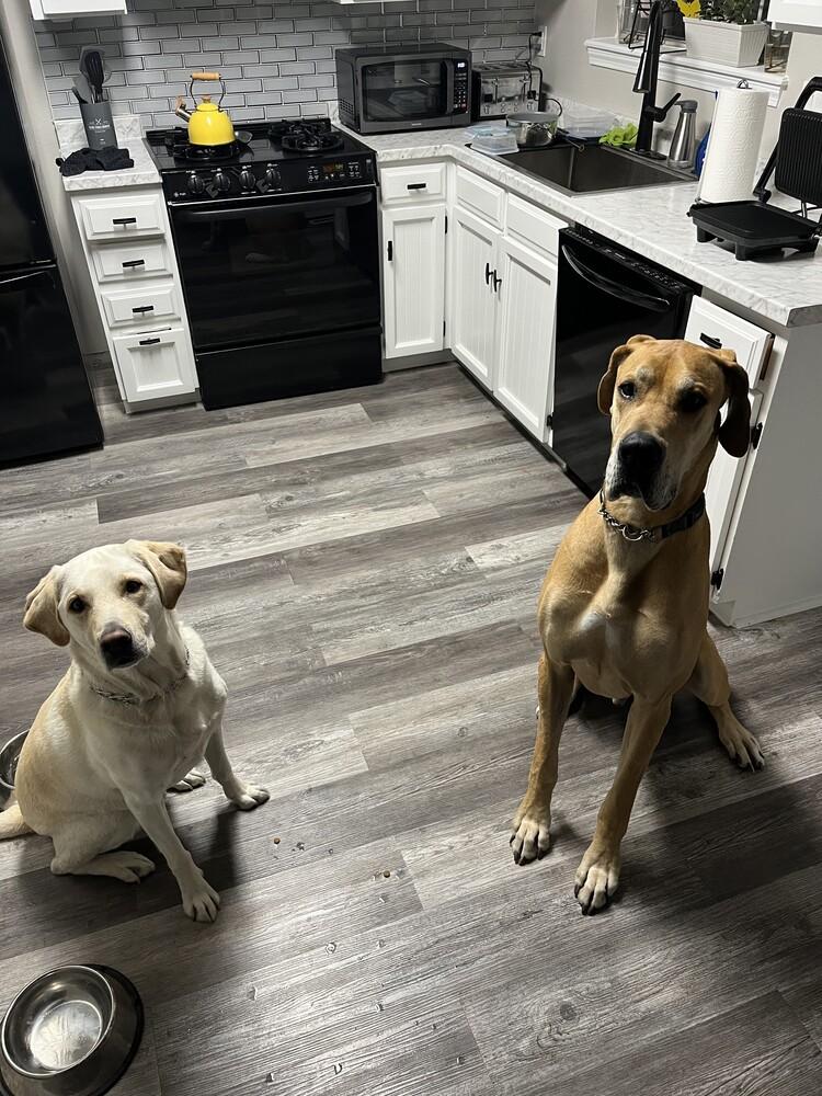 Loki, a Adoptable Great Dane in Denver, CO image 2/6