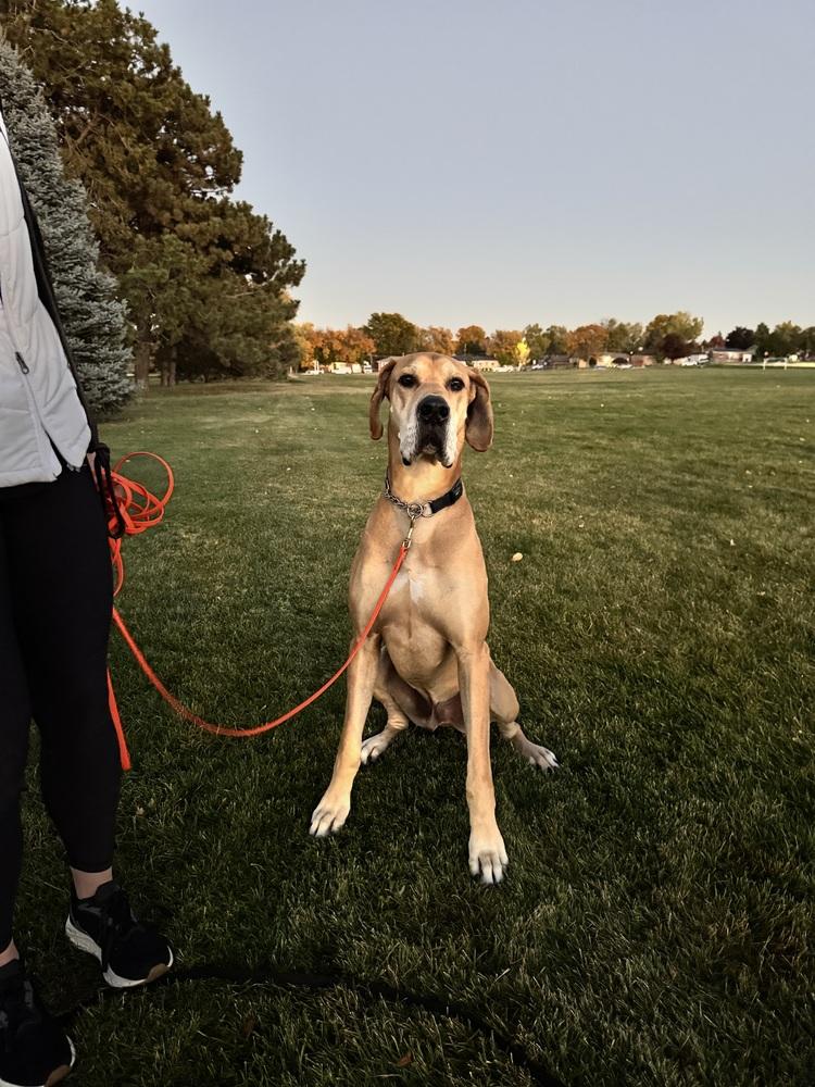 Loki, a Adoptable Great Dane in Denver, CO image 3/6