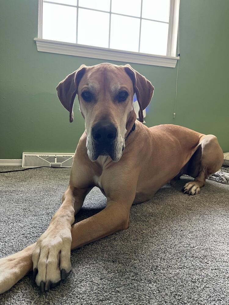 Loki, a Adoptable Great Dane in Denver, CO image 4/6
