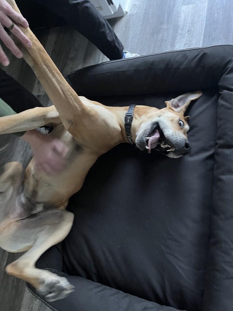 Loki, a Adoptable Great Dane in Denver, CO image 5/6