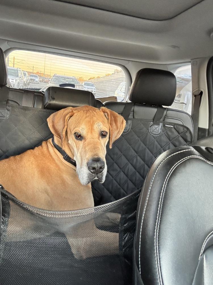 Loki, a Adoptable Great Dane in Denver, CO image 6/6