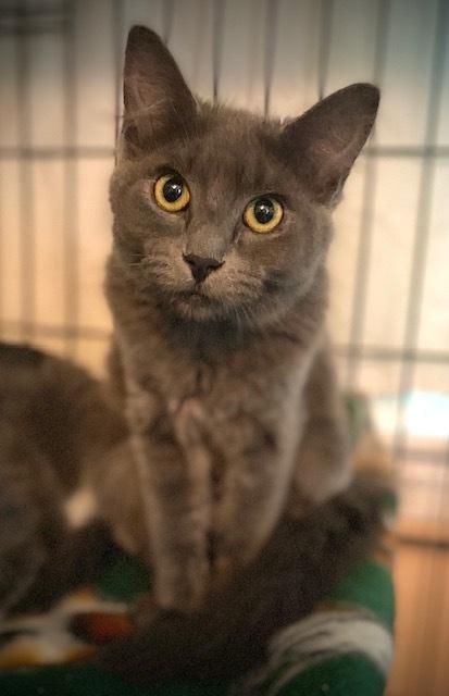 Enlarge Tory, a Adoptable Domestic Medium Hair in Duxbury, MA image 1/2