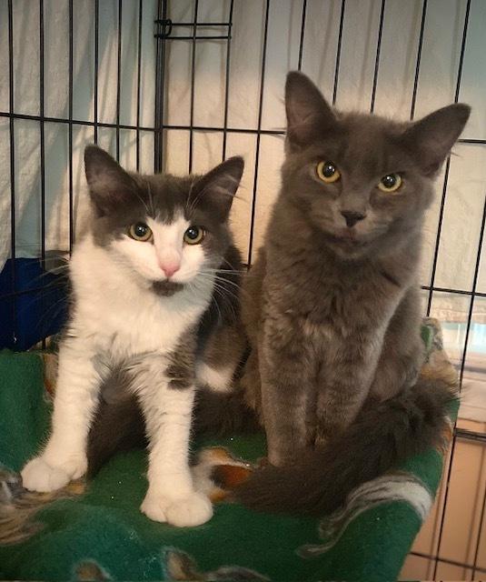 Enlarge Tory, a Adoptable Domestic Medium Hair in Duxbury, MA image 2/2