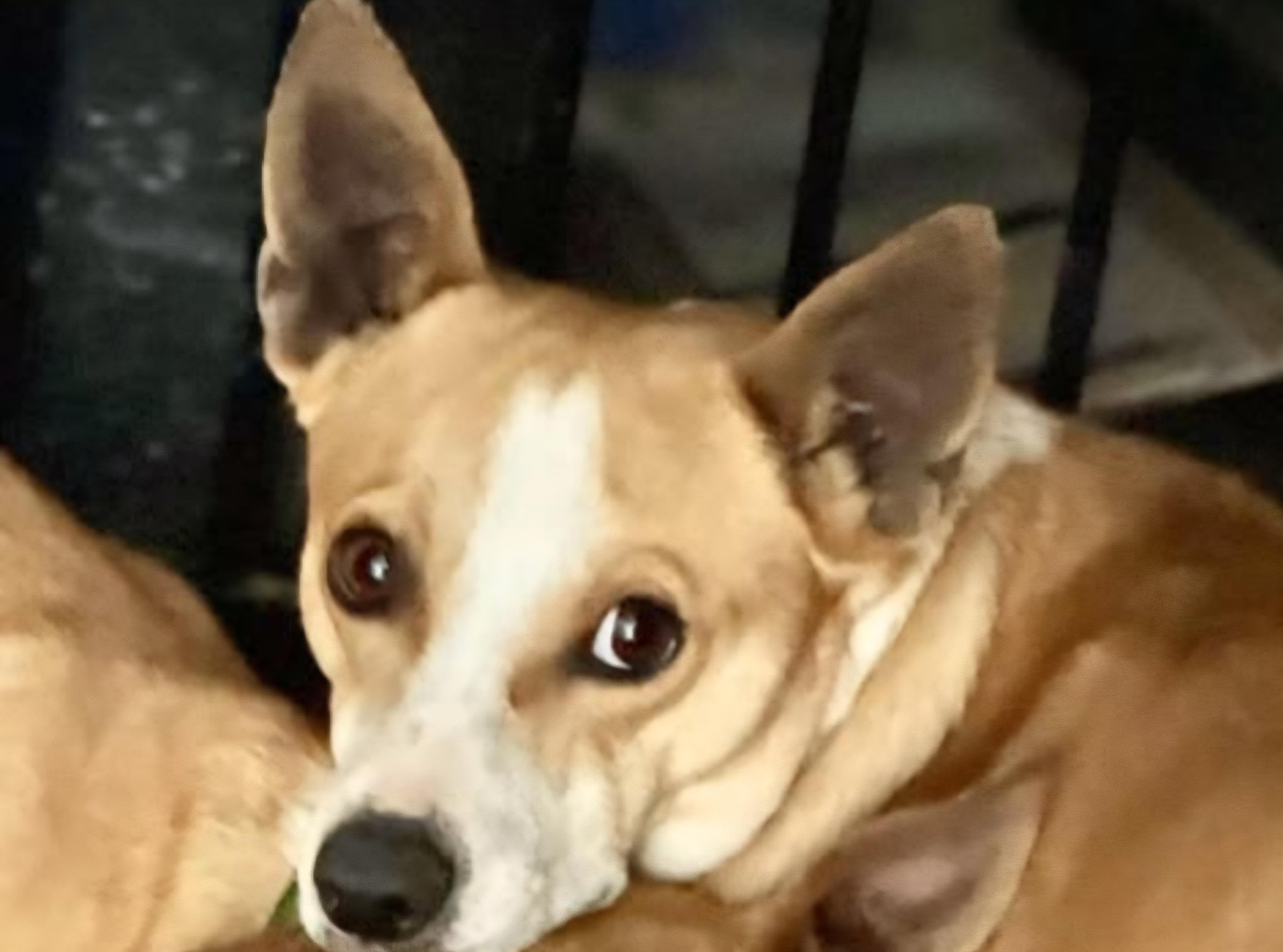 Enlarge Pawcasso, a ADOPTABLE Chihuahua in Tacoma, WA image 1/4
