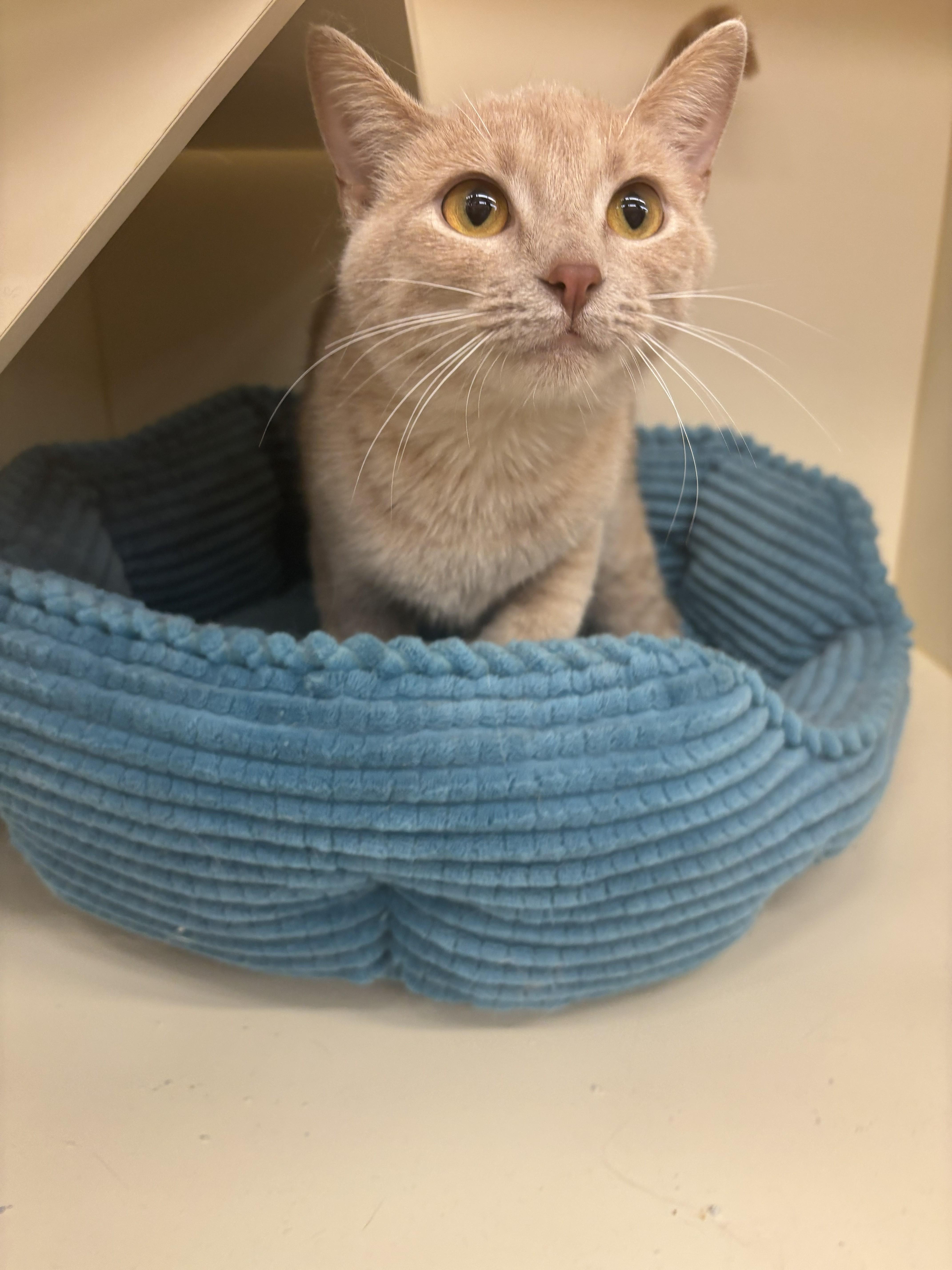 Enlarge HONEY PIE, an adopted Domestic Short Hair in Chicago, IL image 1/3