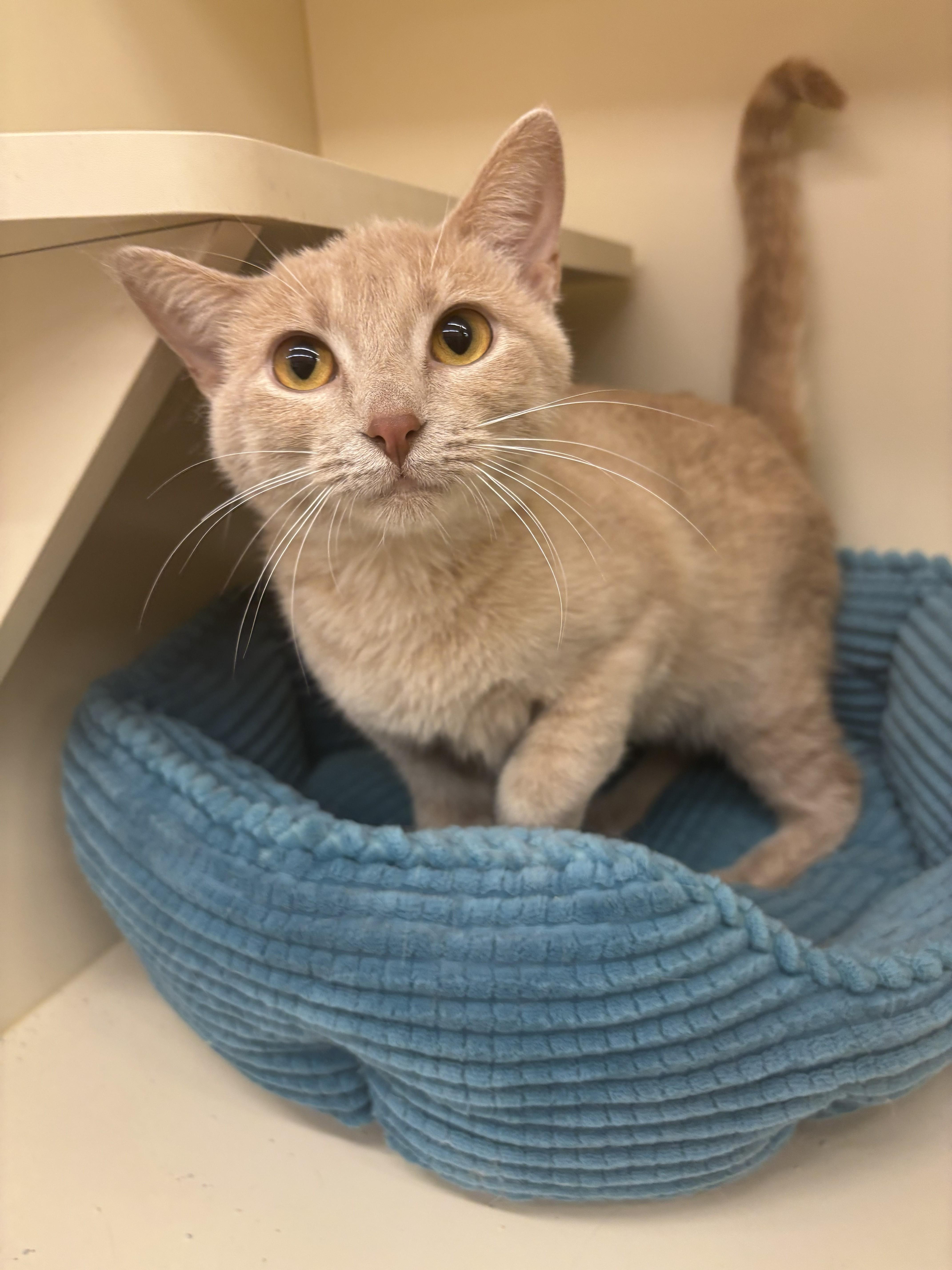 Enlarge HONEY PIE, an adopted Domestic Short Hair in Chicago, IL image 2/3