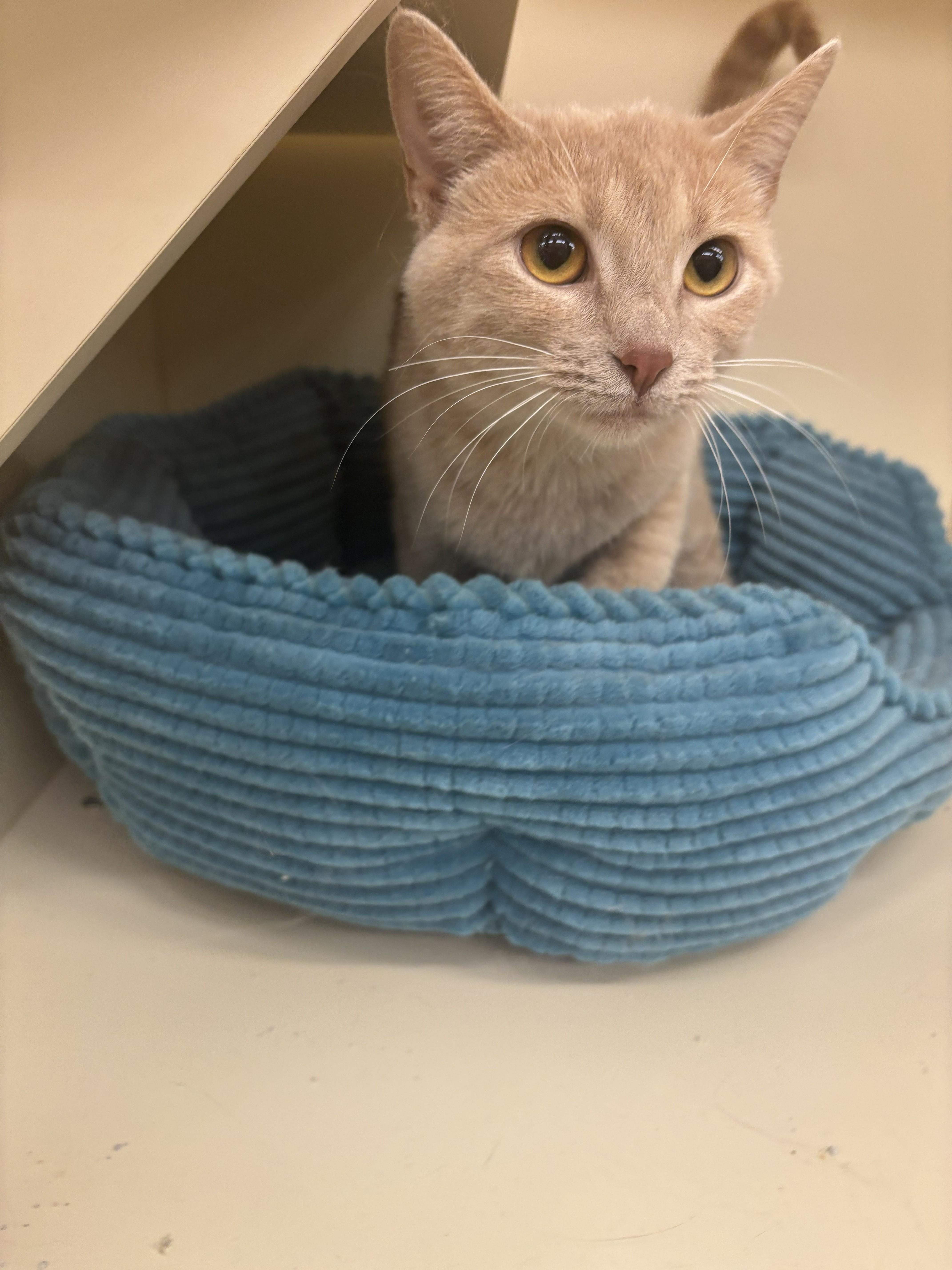 Enlarge HONEY PIE, an adopted Domestic Short Hair in Chicago, IL image 3/3