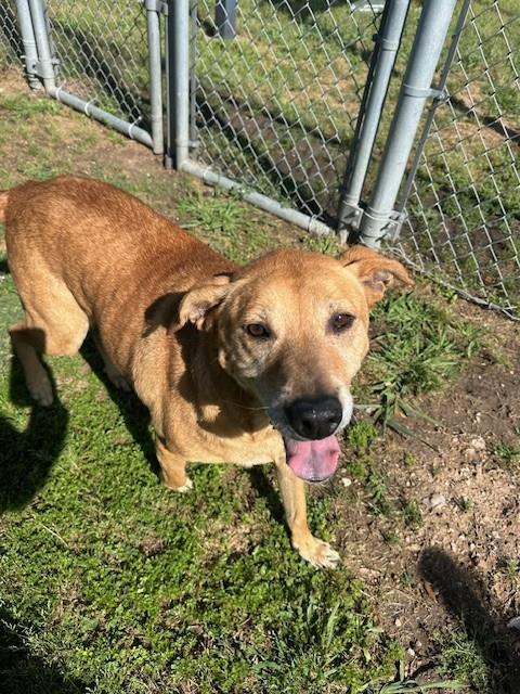 MOLLY, Adoptable, Adult Female Labrador Retriever & Mixed Breed.