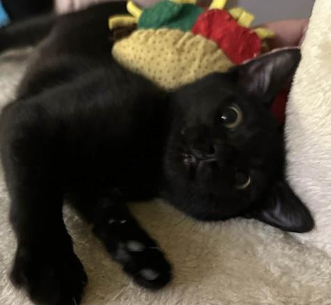 Giselle, Adoptable, Kitten Female Bombay.