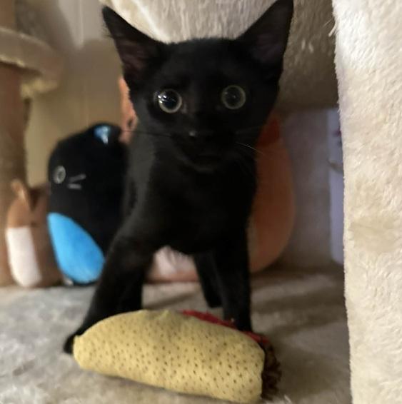 Enlarge Giselle, a Adoptable Bombay in Waxahachie, TX image 3/4