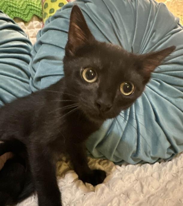 Enlarge Giselle, a Adoptable Bombay in Waxahachie, TX image 4/4