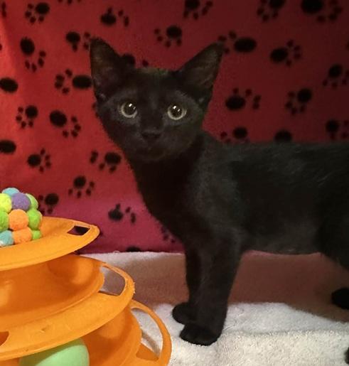 Enlarge Giselle, a Adoptable Bombay in Waxahachie, TX image 2/4