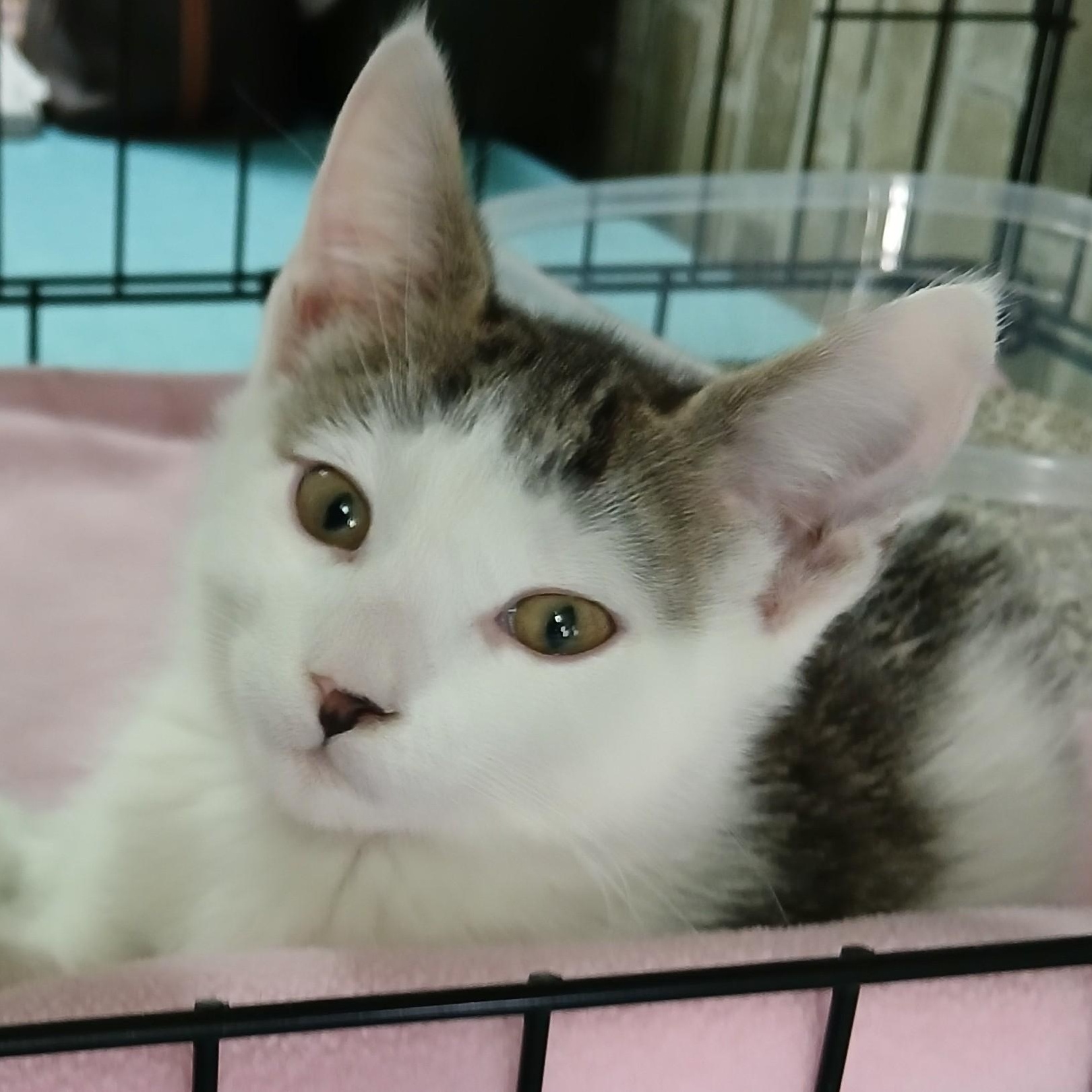 Enlarge Twain-bonded with Winslow, an adopted mixed breed in Germansville, PA image 2/5