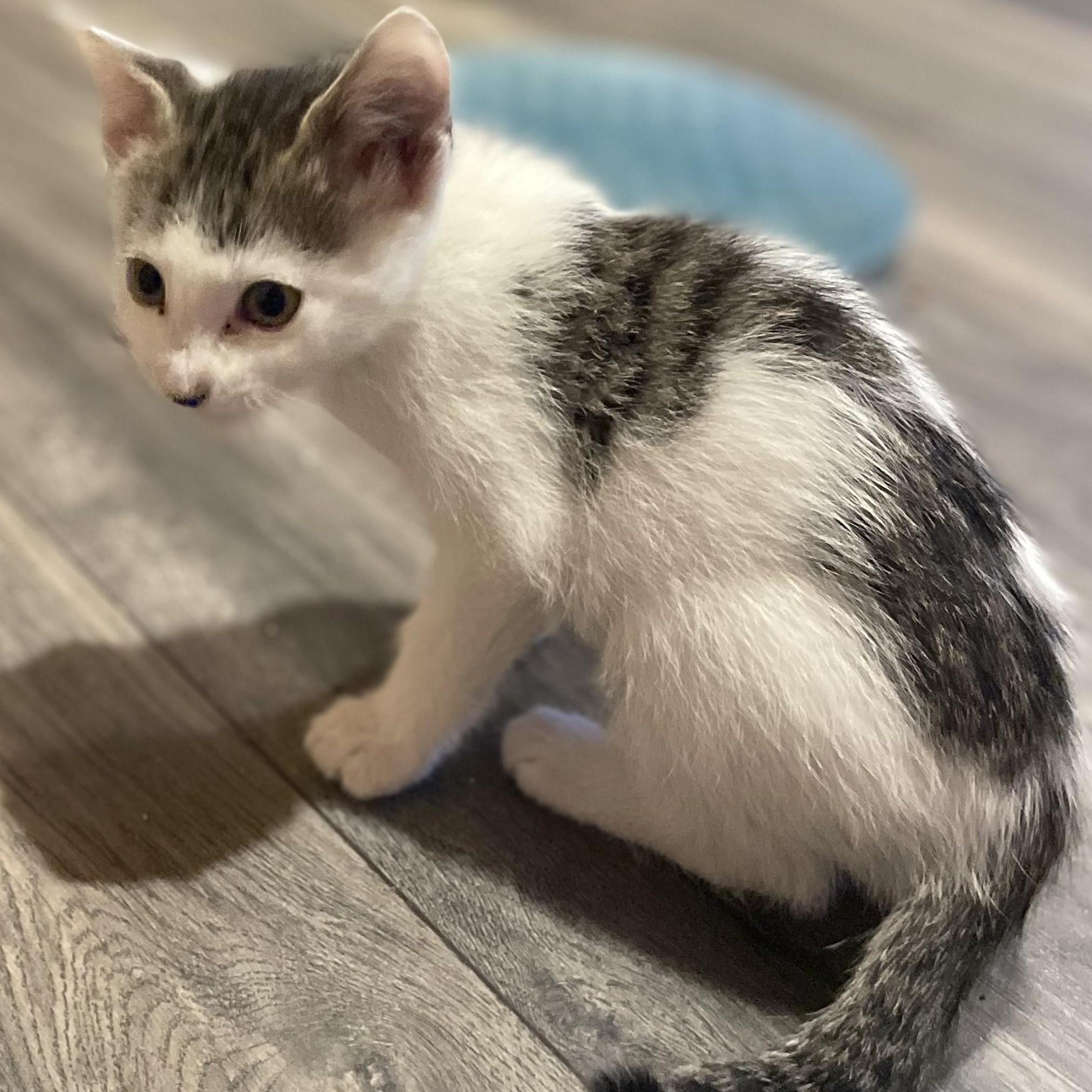 Enlarge Twain-bonded with Winslow, an adopted mixed breed in Germansville, PA image 4/5