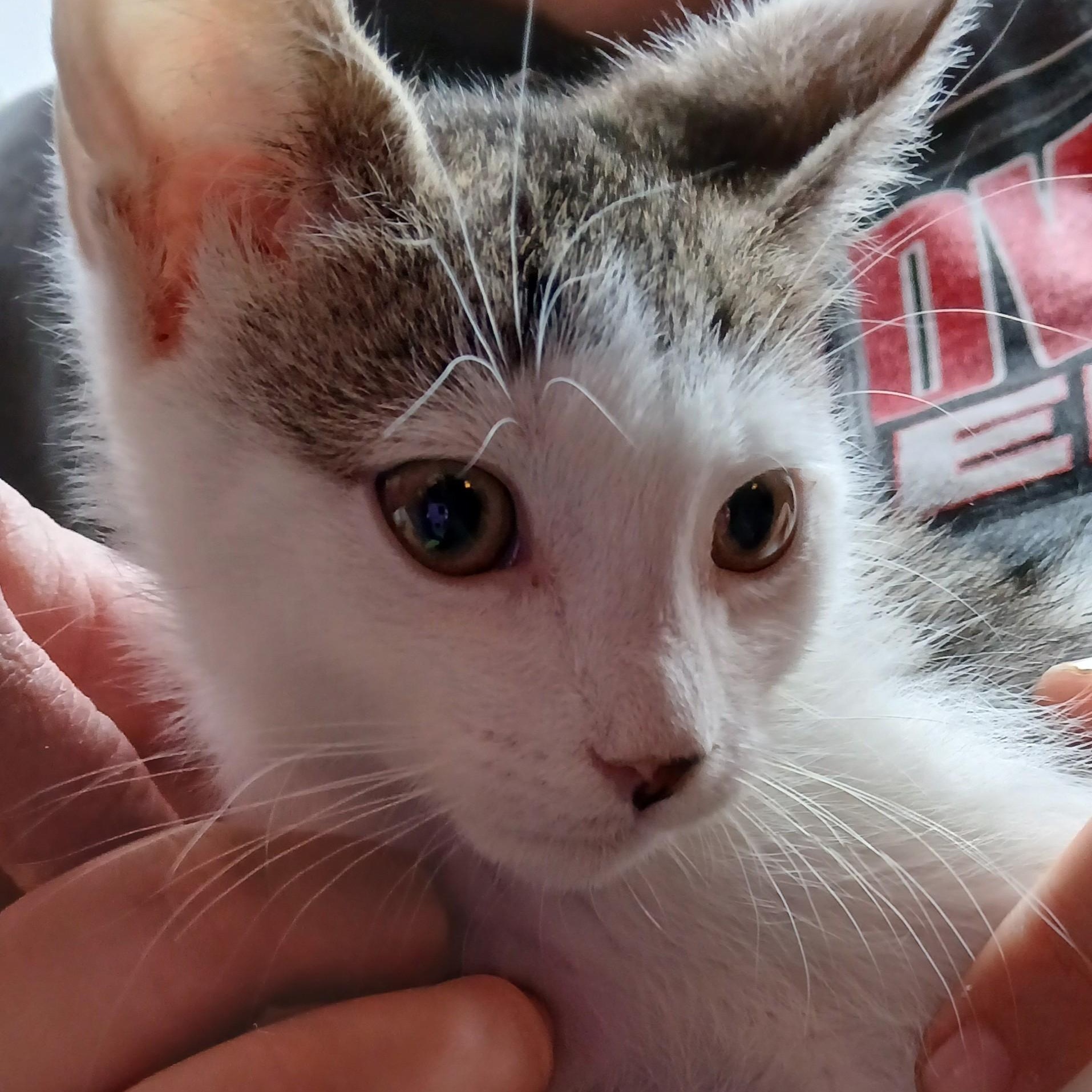 Enlarge Twain-bonded with Winslow, an adopted mixed breed in Germansville, PA image 3/5