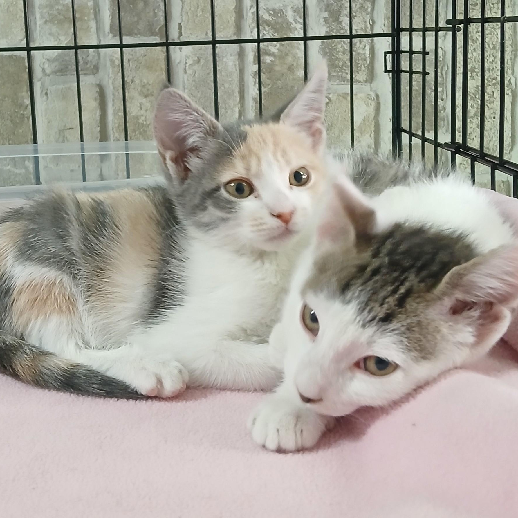 Enlarge Twain-bonded with Winslow, an adopted mixed breed in Germansville, PA image 5/5