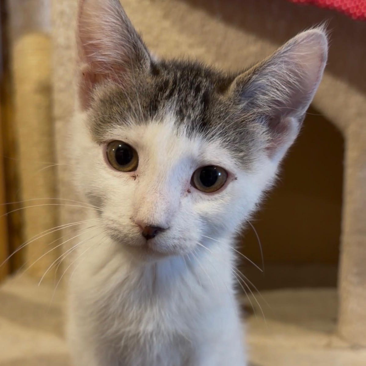 Enlarge Twain-bonded with Winslow, an adopted mixed breed in Germansville, PA image 1/5