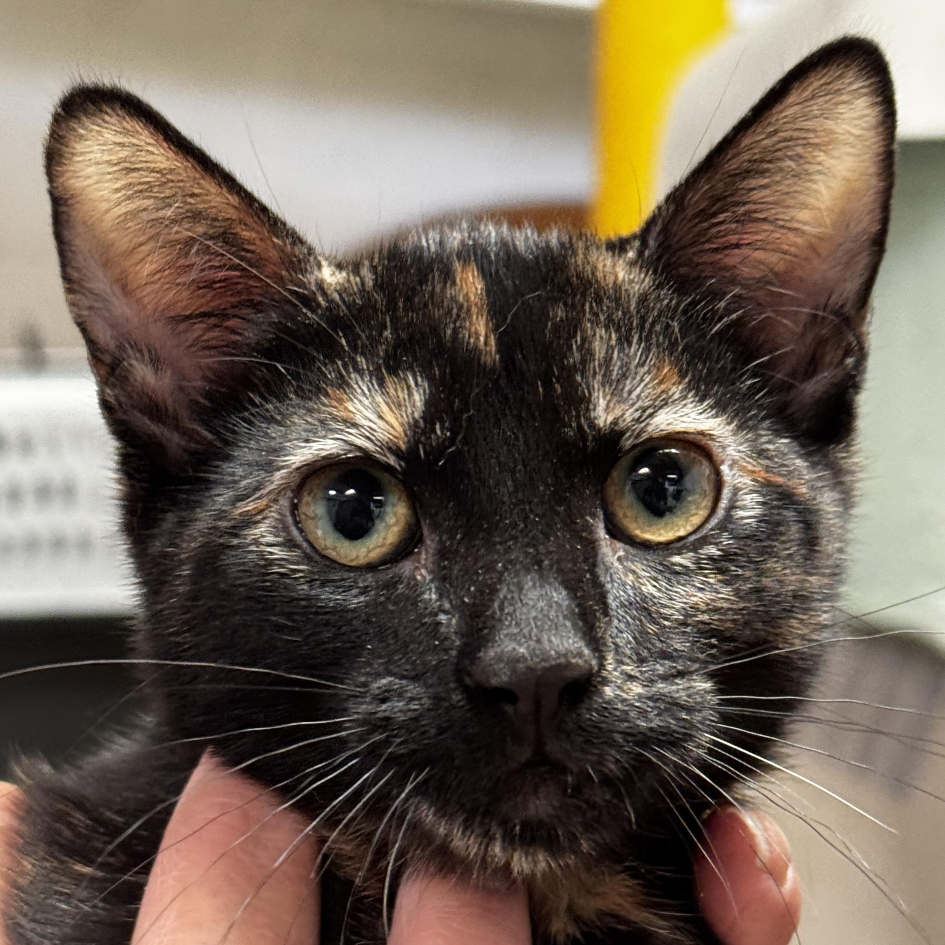 Renee - Pure Torti-tude, ADOPTABLE, Young Female Tortoiseshell.