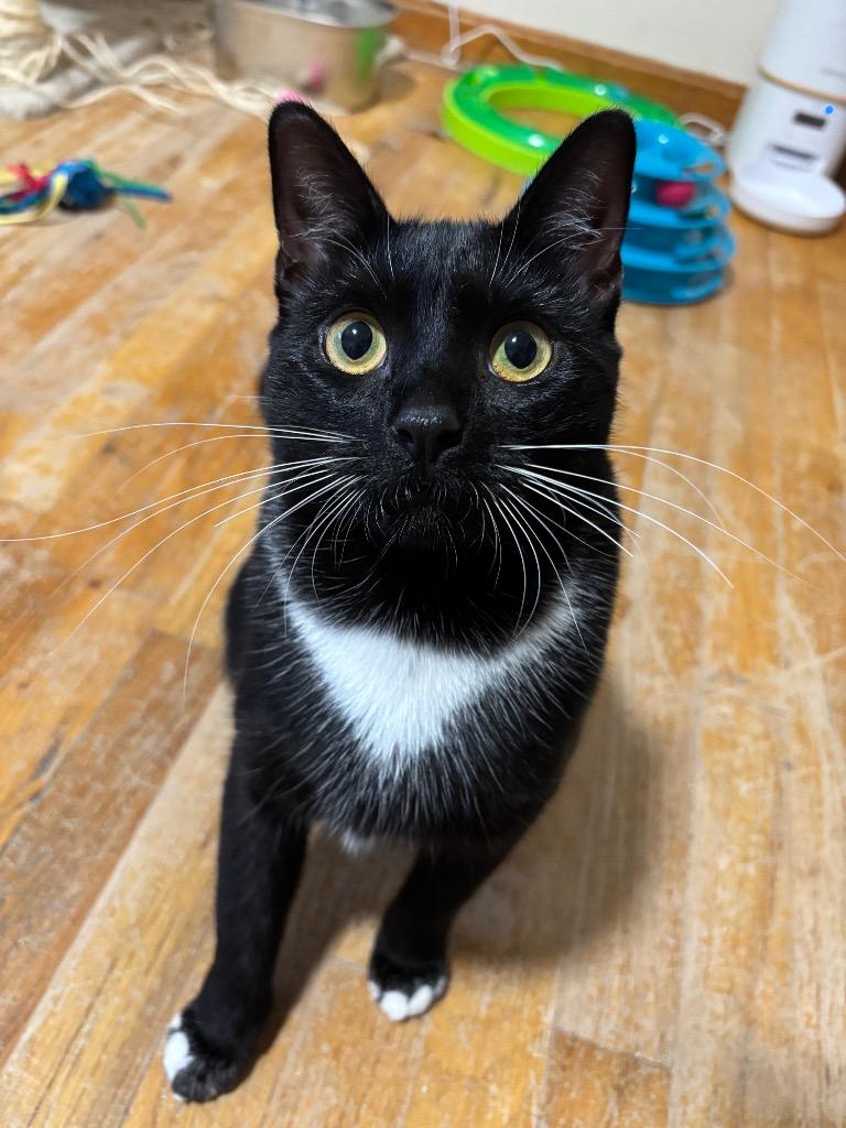 Honey Bun, Adoptable, Young Female Domestic Short Hair.