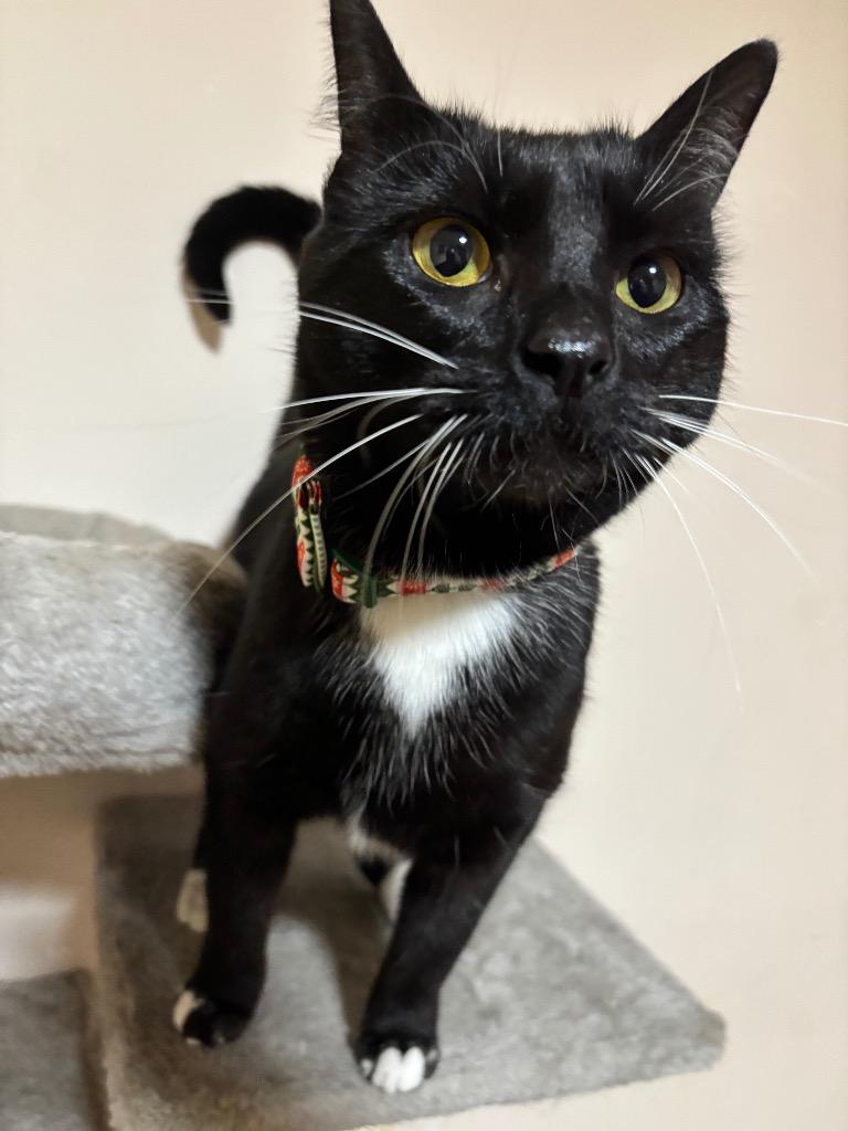 Enlarge Honey Bun, a Adoptable mixed breed in Evans, GA image 2/4