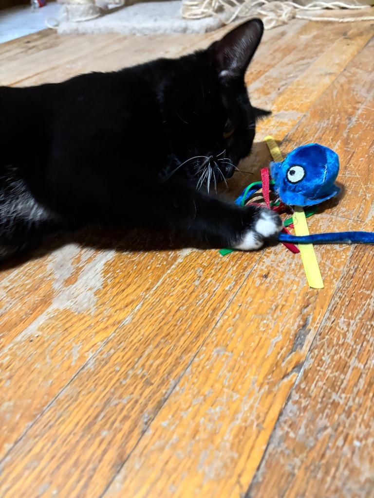 Enlarge Honey Bun, a Adoptable mixed breed in Evans, GA image 3/4