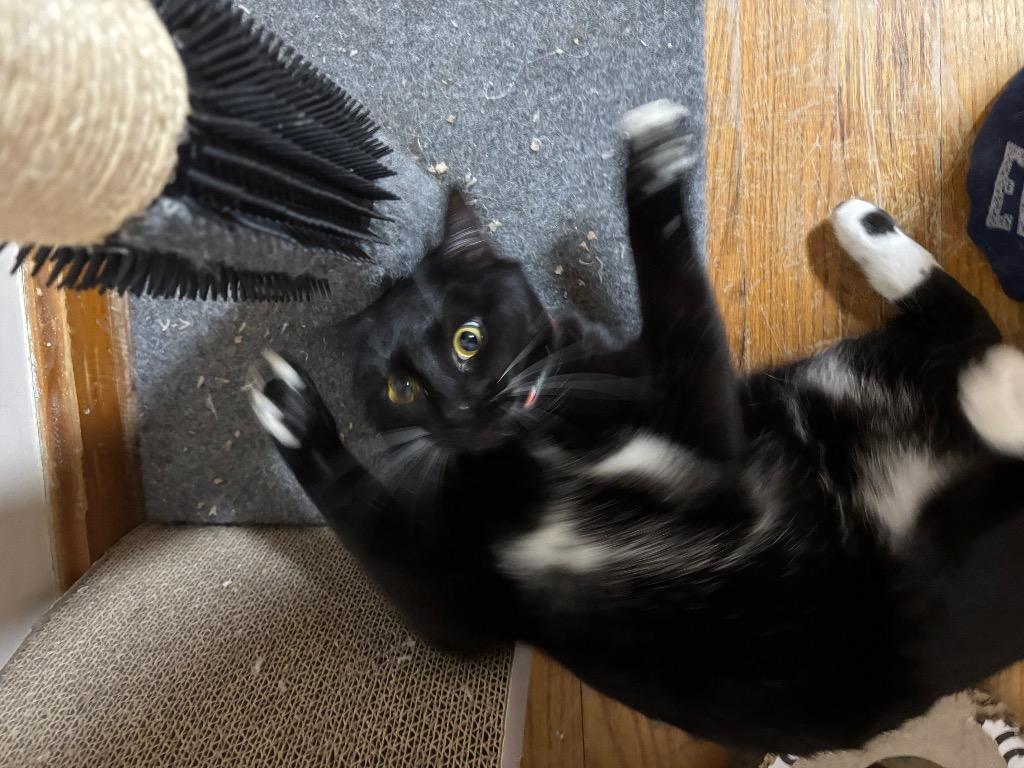 Enlarge Honey Bun, a Adoptable mixed breed in Evans, GA image 4/4