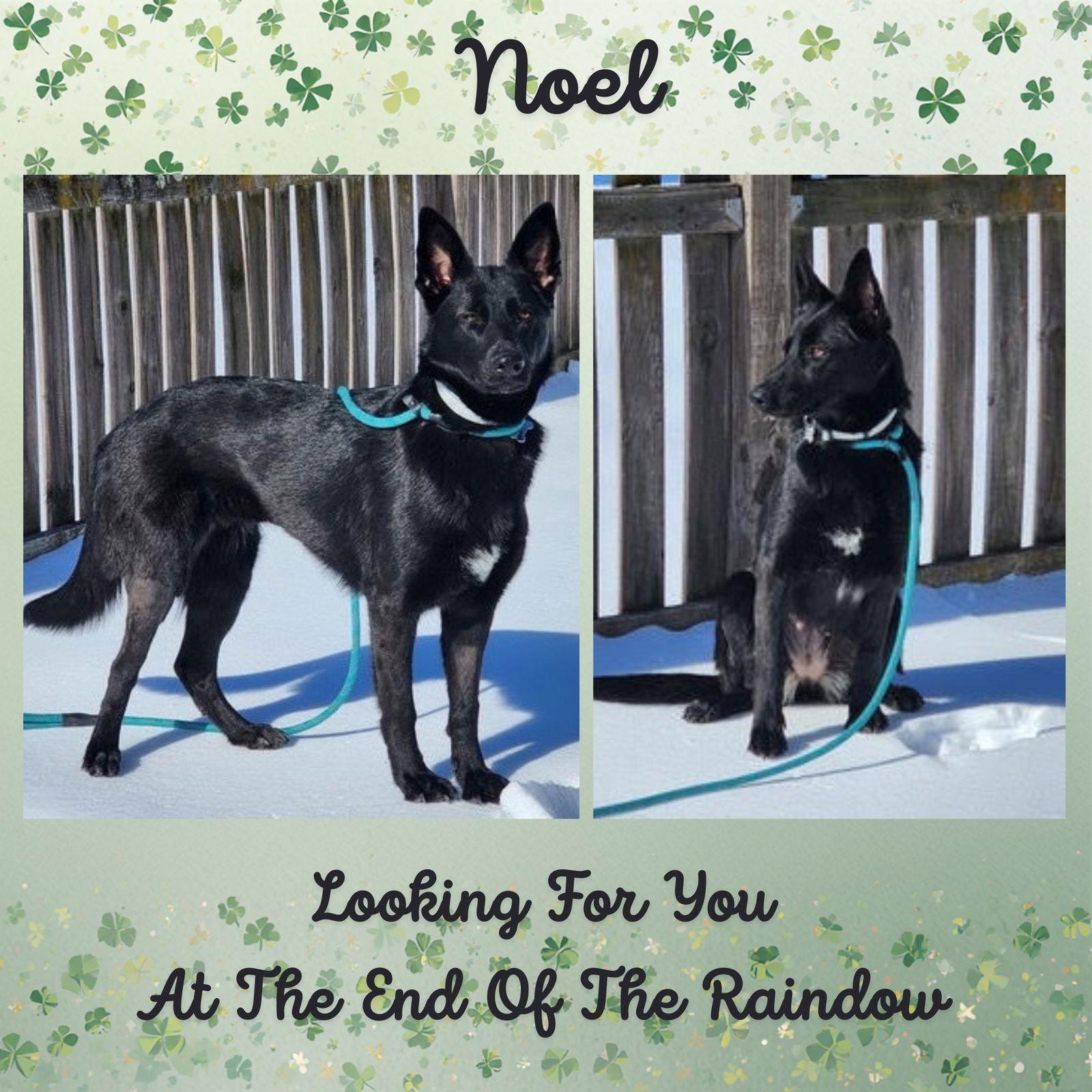Noel, Adoptable, Adult Female German Shepherd Dog.
