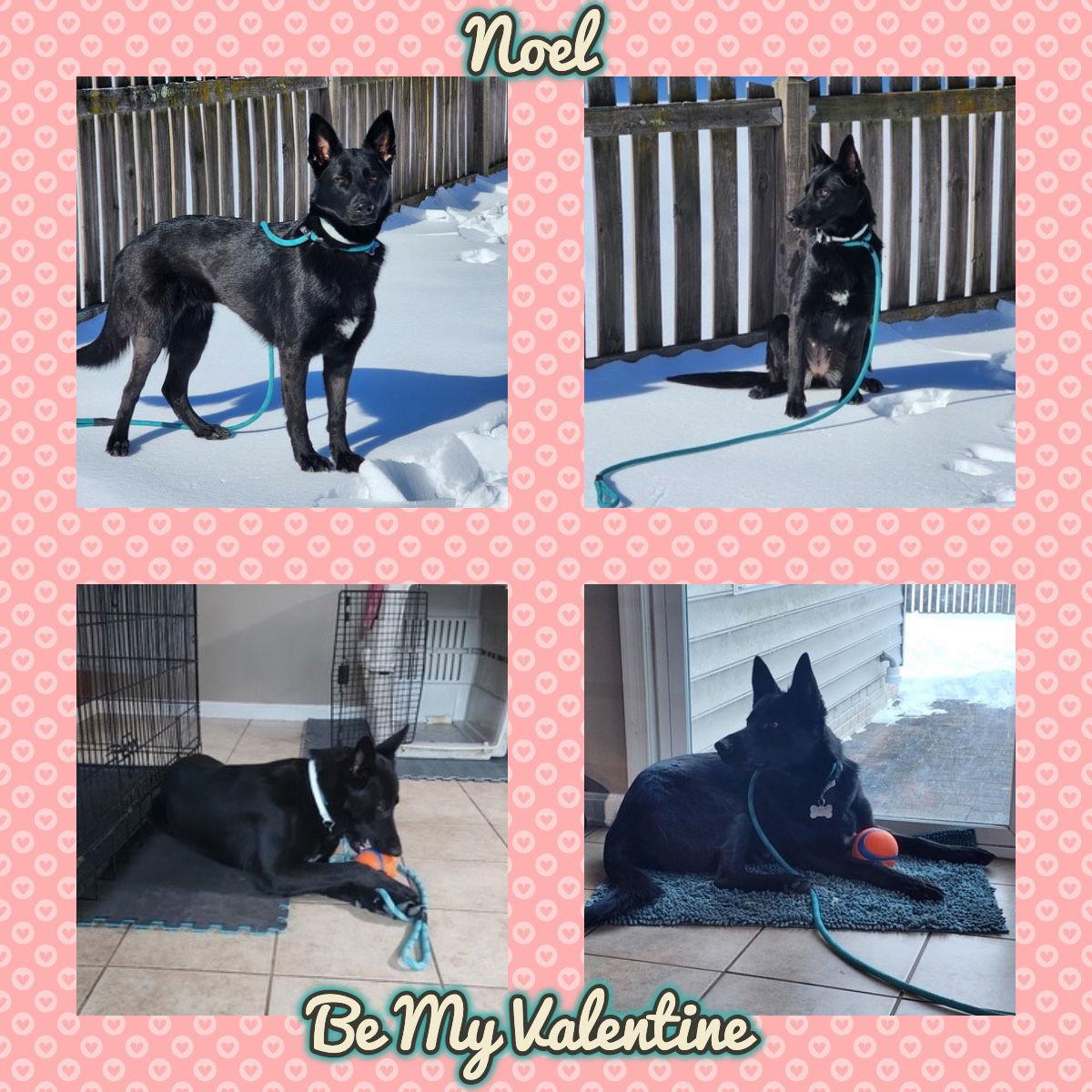 Enlarge Noel, a Adoptable German Shepherd Dog in Baltimore, MD image 1/3