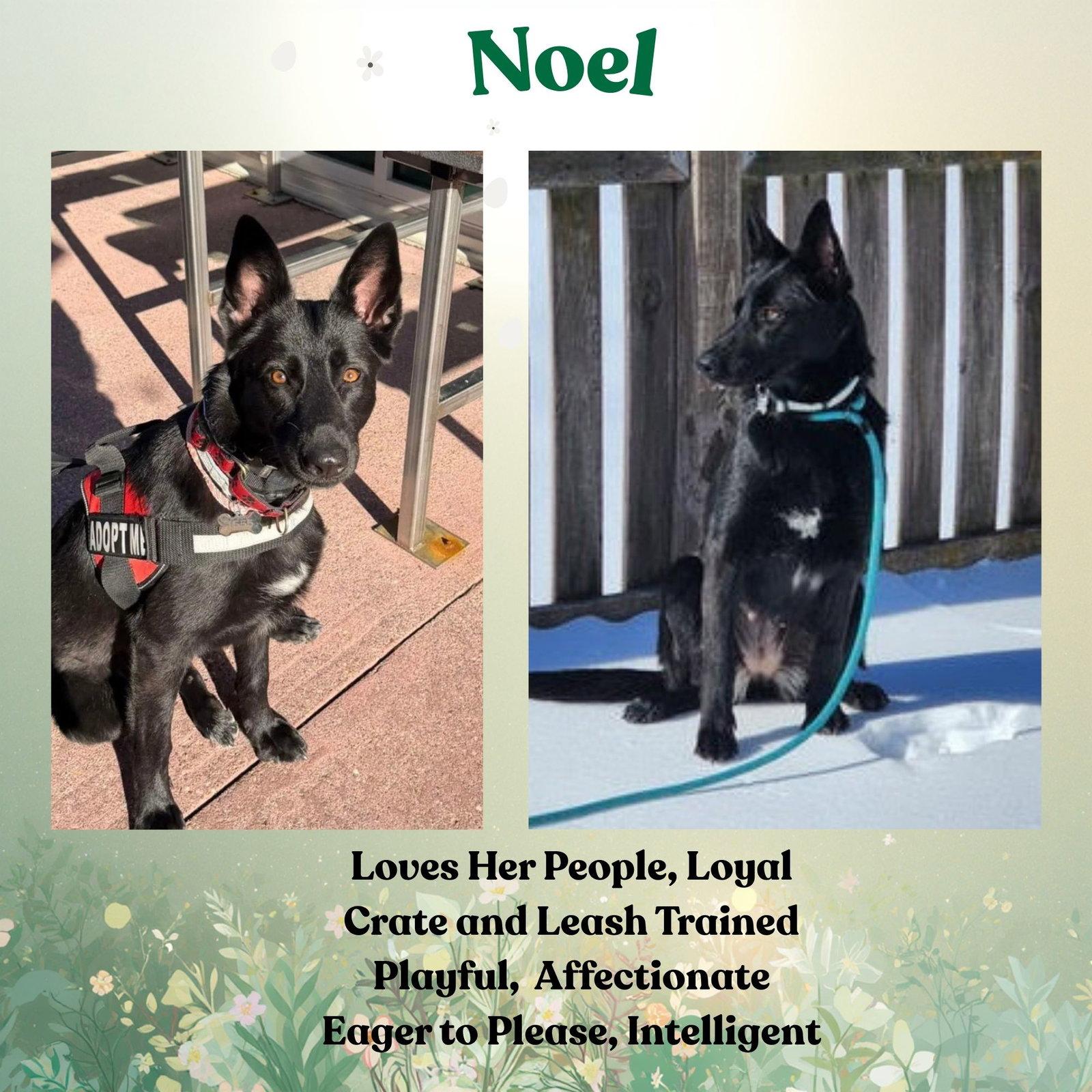 Noel, Adoptable, Adult Female German Shepherd Dog.