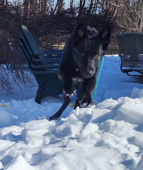 Enlarge Noel, a Adoptable German Shepherd Dog in Baltimore, MD image 2/3