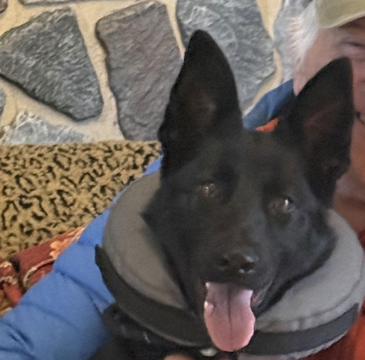 Noel, a Adoptable German Shepherd Dog in Baltimore, MD image 2/3