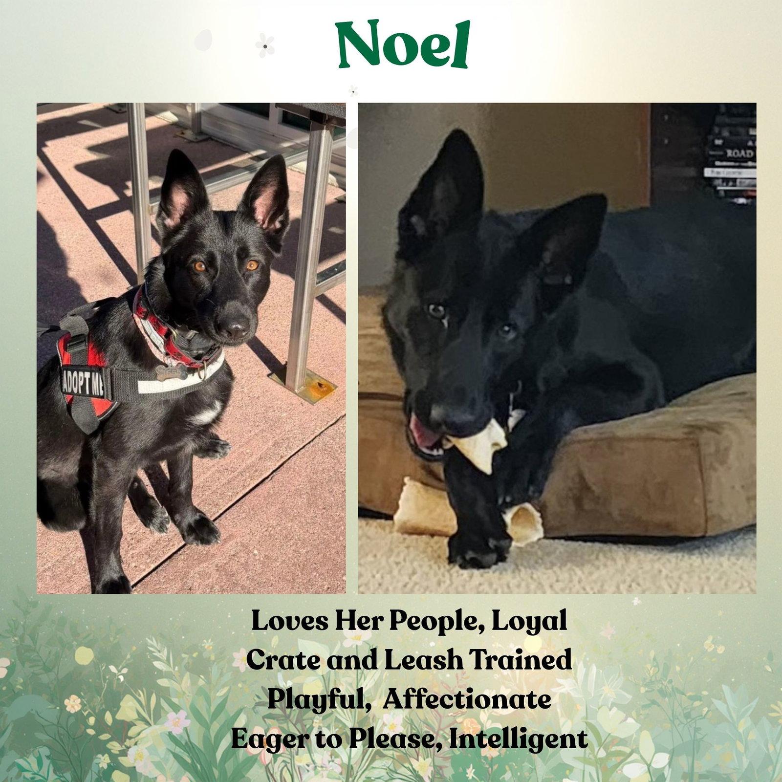 Enlarge Noel, a Adoptable German Shepherd Dog in Baltimore, MD image 2/3