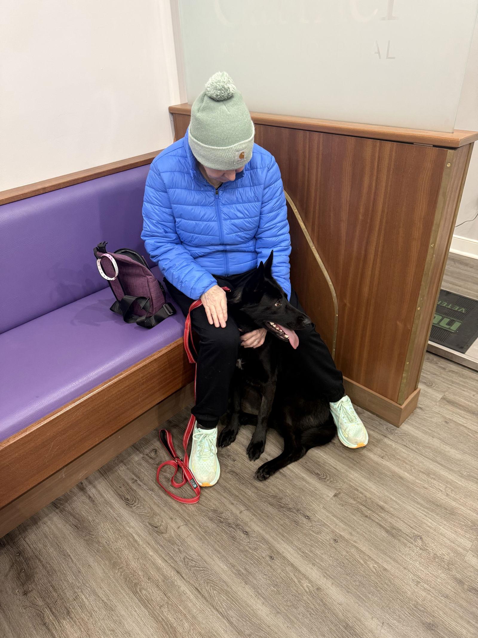 Noel, a Adoptable German Shepherd Dog in Baltimore, MD image 3/3