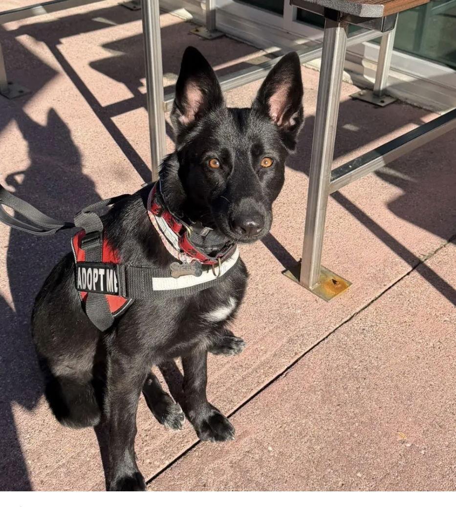 Enlarge Noel, a Adoptable German Shepherd Dog in Baltimore, MD image 3/3