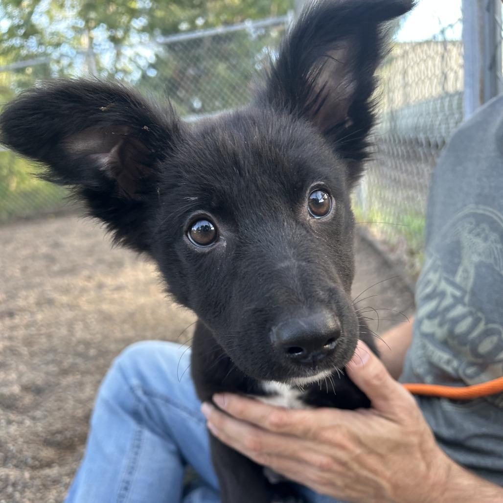 Corgi, Adoptable, Puppy Female Labrador Retriever & Mixed Breed.