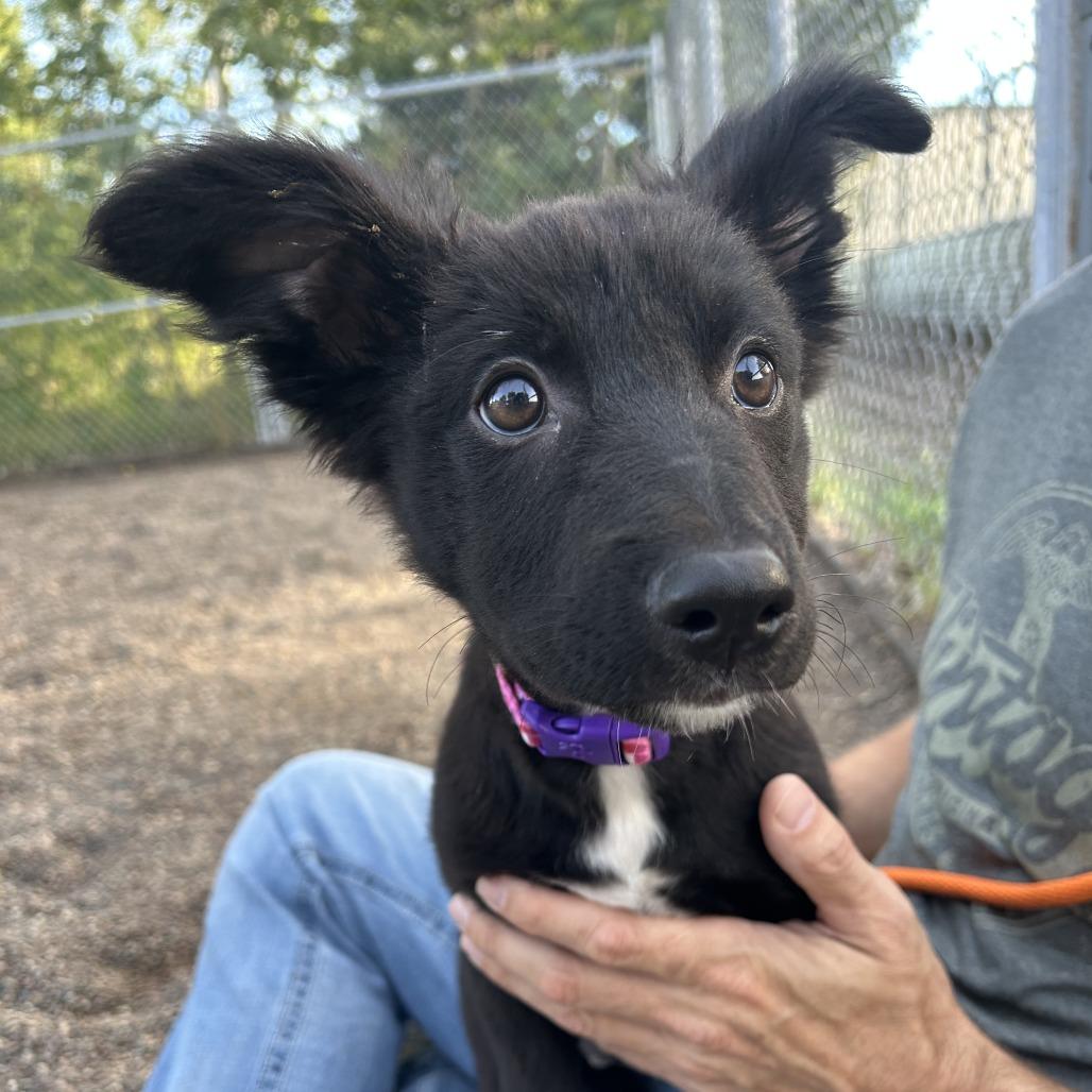 Enlarge Corgi, a Adoptable mixed breed in Saint Cloud, MN image 2/4