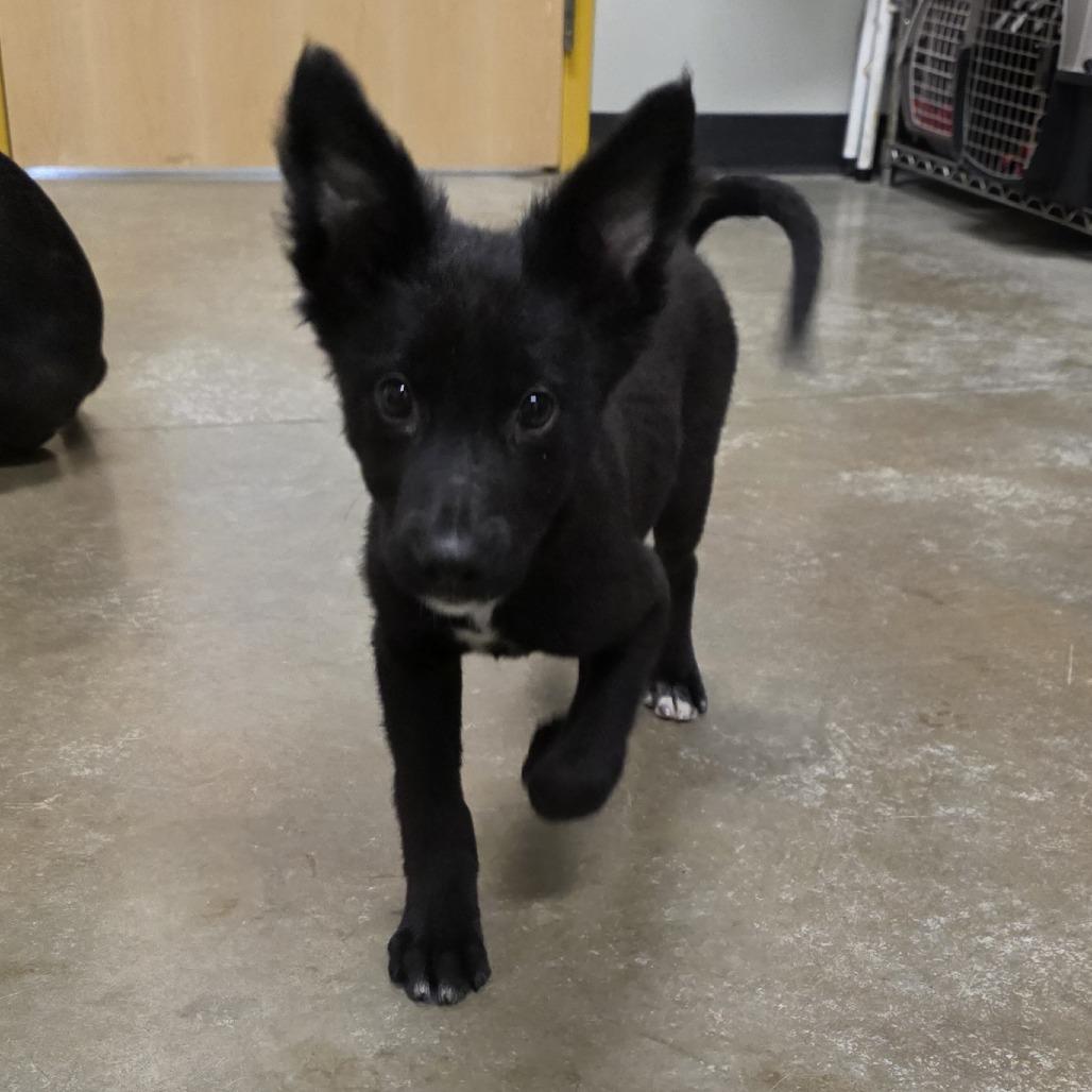 Enlarge Corgi, a Adoptable mixed breed in Saint Cloud, MN image 4/4