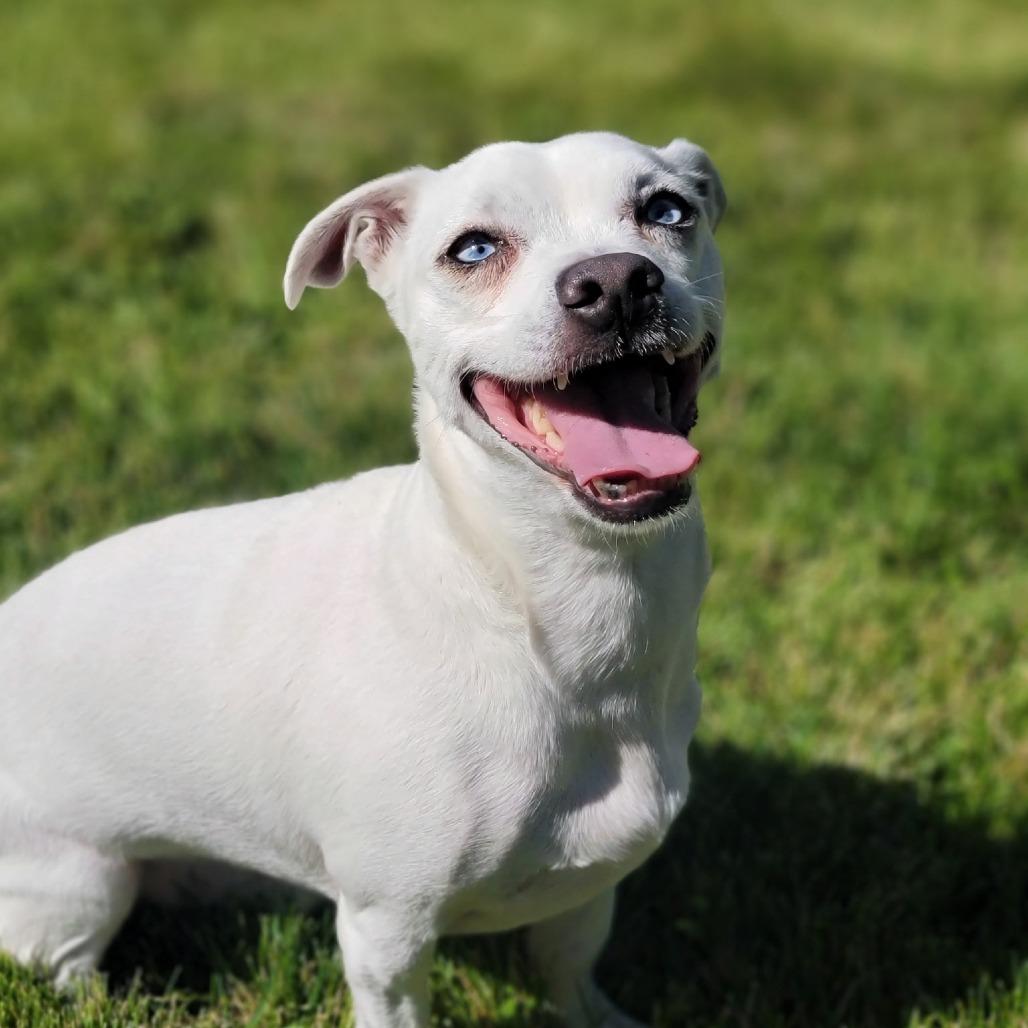 Scooter, Adoptable, Adult Male Pit Bull Terrier & Chihuahua.