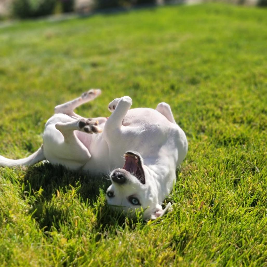 Enlarge Scooter, a Adoptable mixed breed in Washoe Valley, NV image 2/6