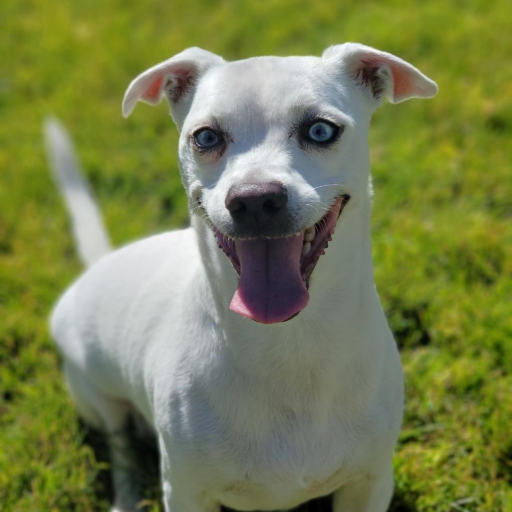 Enlarge Scooter, a Adoptable mixed breed in Washoe Valley, NV image 3/6