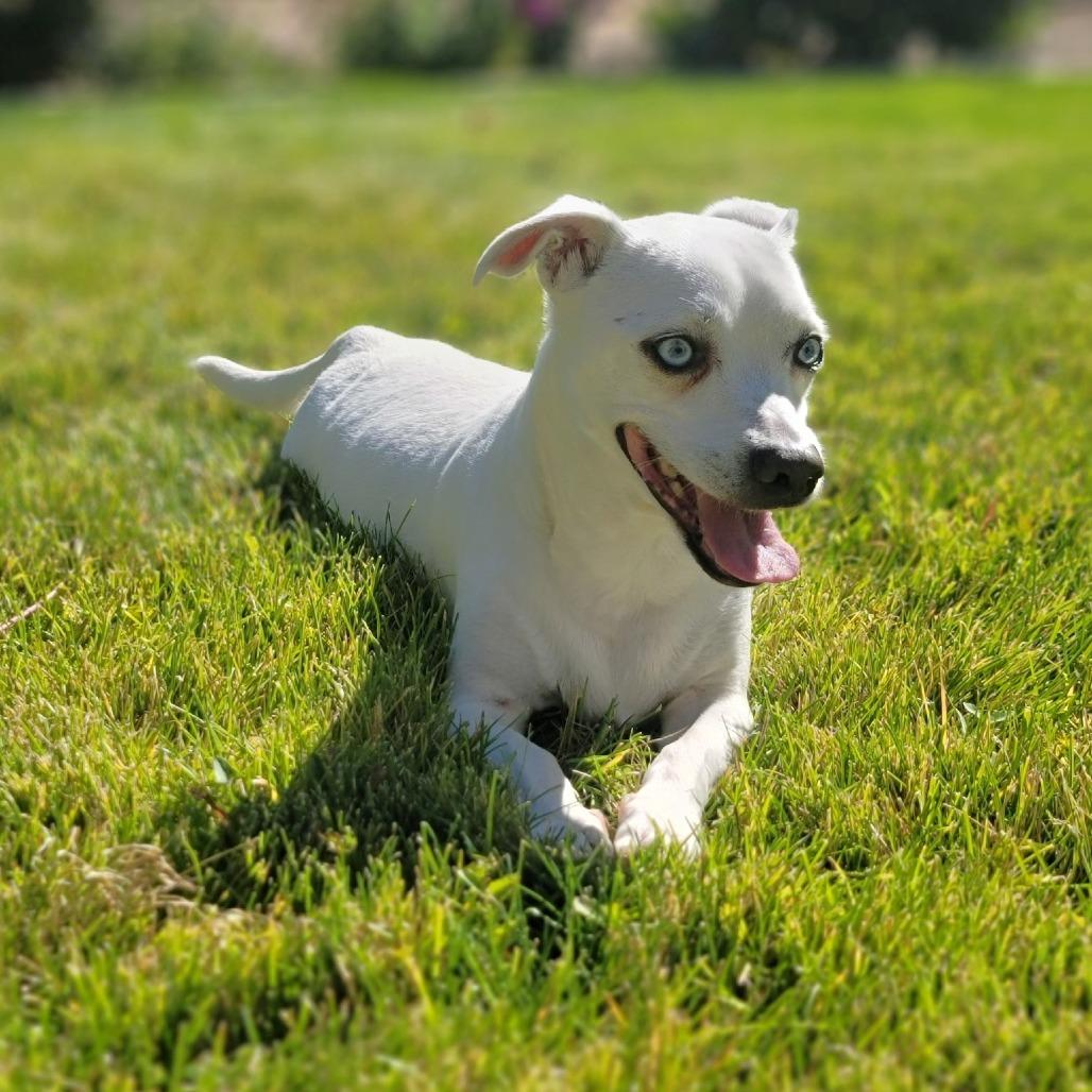 Enlarge Scooter, a Adoptable mixed breed in Washoe Valley, NV image 4/6