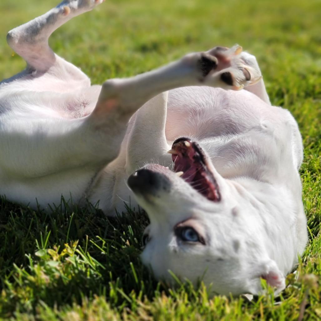 Enlarge Scooter, a Adoptable mixed breed in Washoe Valley, NV image 5/6