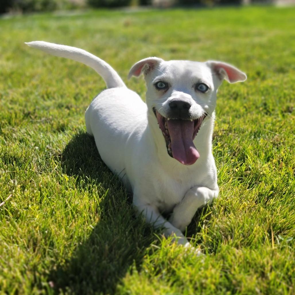 Enlarge Scooter, a Adoptable mixed breed in Washoe Valley, NV image 6/6