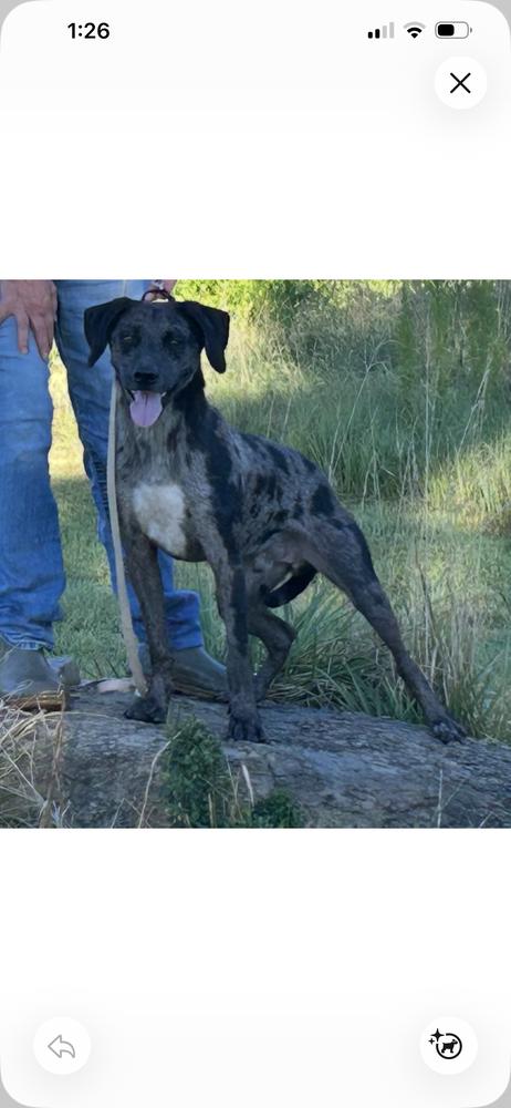 Enlarge Freya   (dog), a Adoptable mixed breed in Cedartown, GA image 1/1