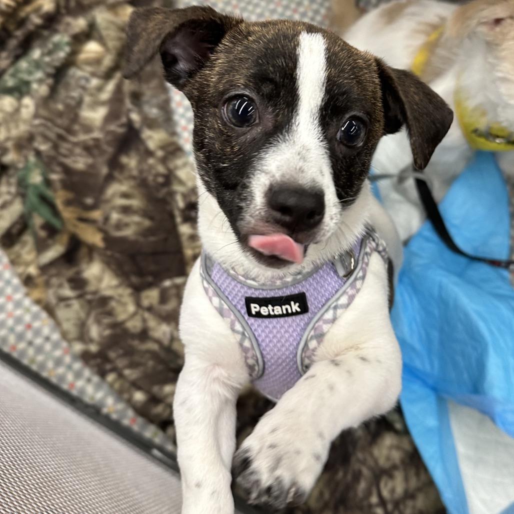 Enlarge Chip, a Adoptable mixed breed in Las Vegas, NV image 1/6