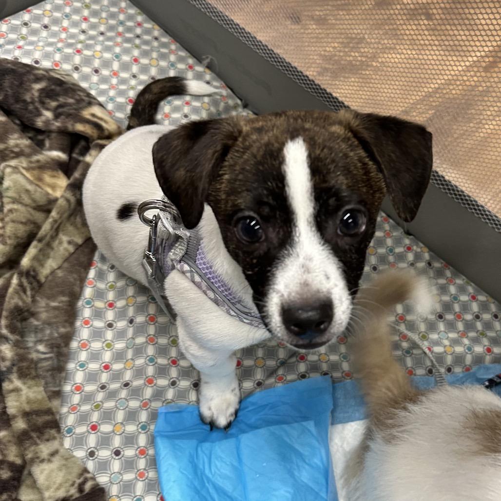 Enlarge Chip, a Adoptable mixed breed in Las Vegas, NV image 2/6